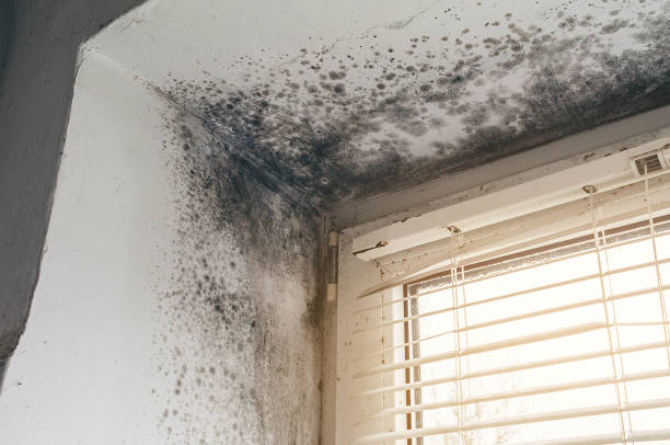 Affordable Bathroom Mold Removal solutions in Petersburg, VA